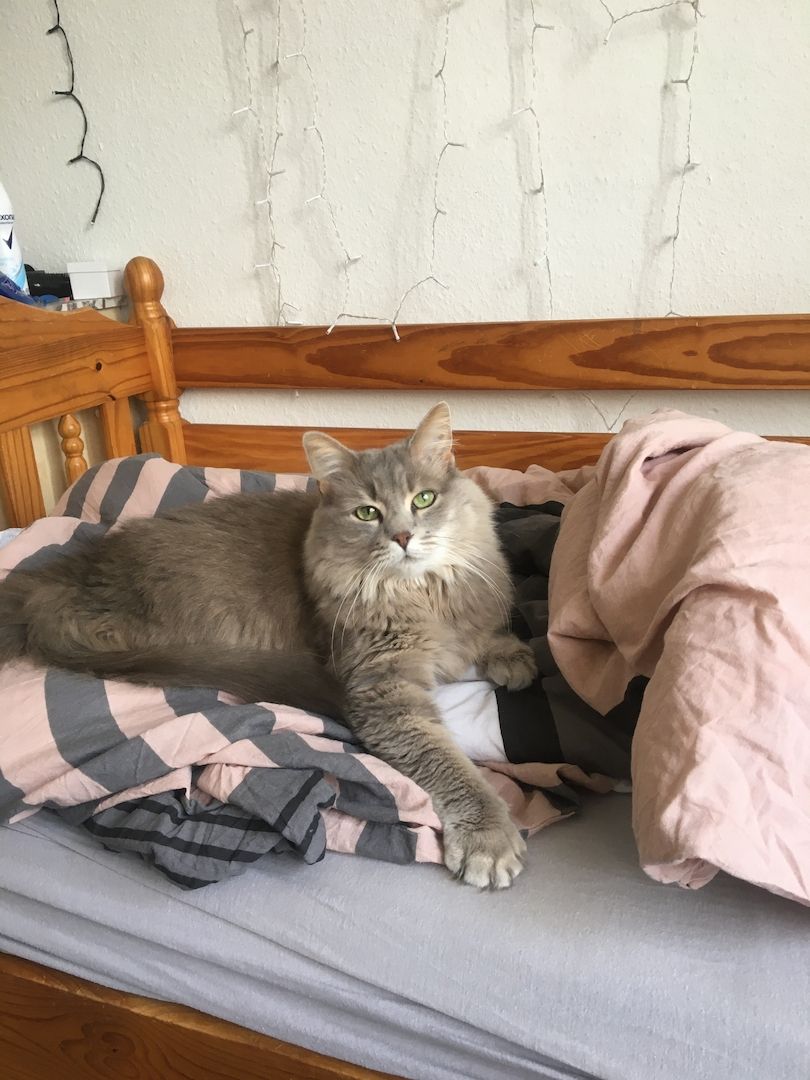 Kätzin zu verkaufen