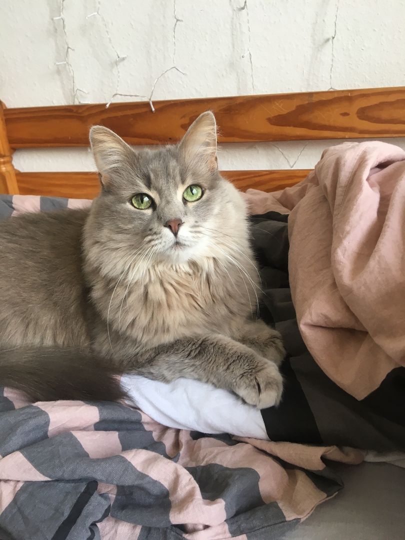 Kätzin zu verkaufen