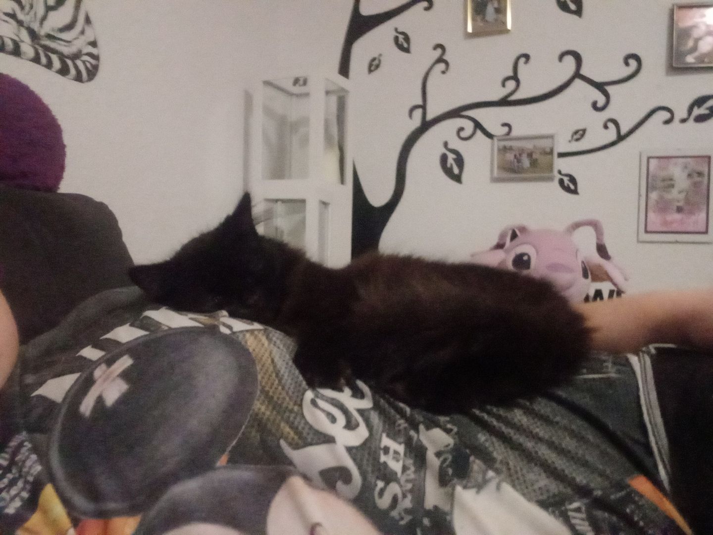 3 Maine Coon Katzen 3 Maine Coon Katzen