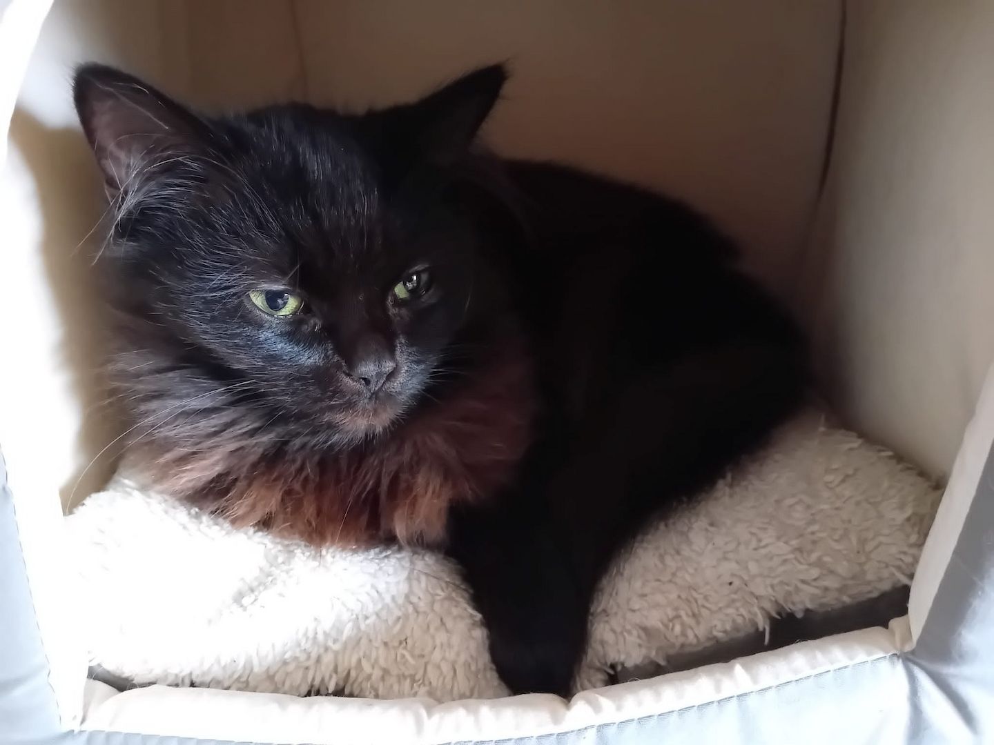 3 Maine Coon Katzen 3 Maine Coon Katzen