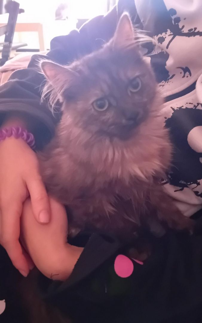 3 Maine Coon Katzen 3 Maine Coon Katzen