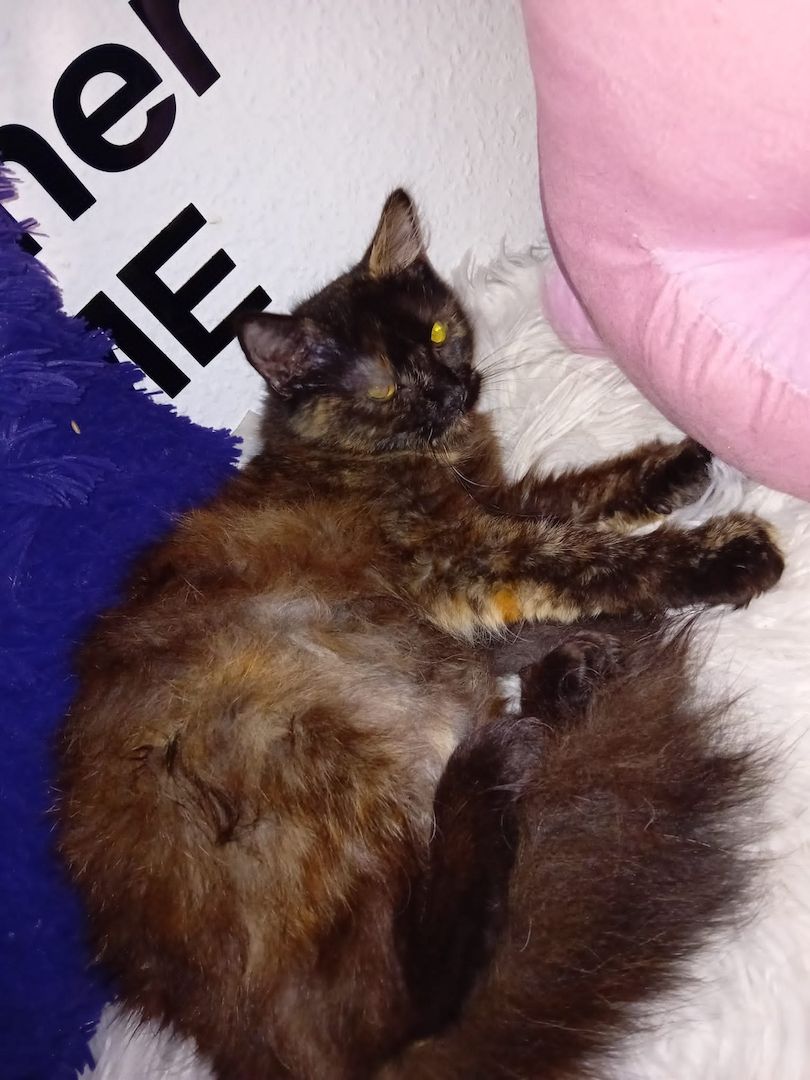 3 Maine Coon Katzen 3 Maine Coon Katzen