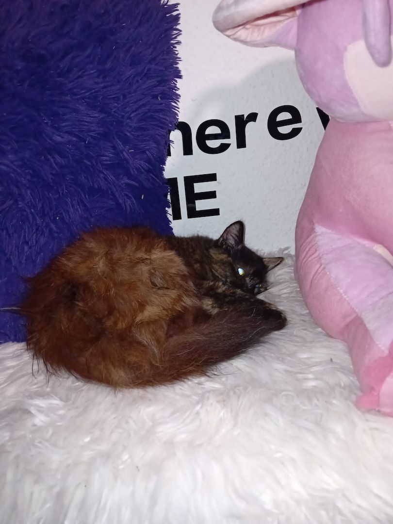 3 Maine Coon Katzen 3 Maine Coon Katzen