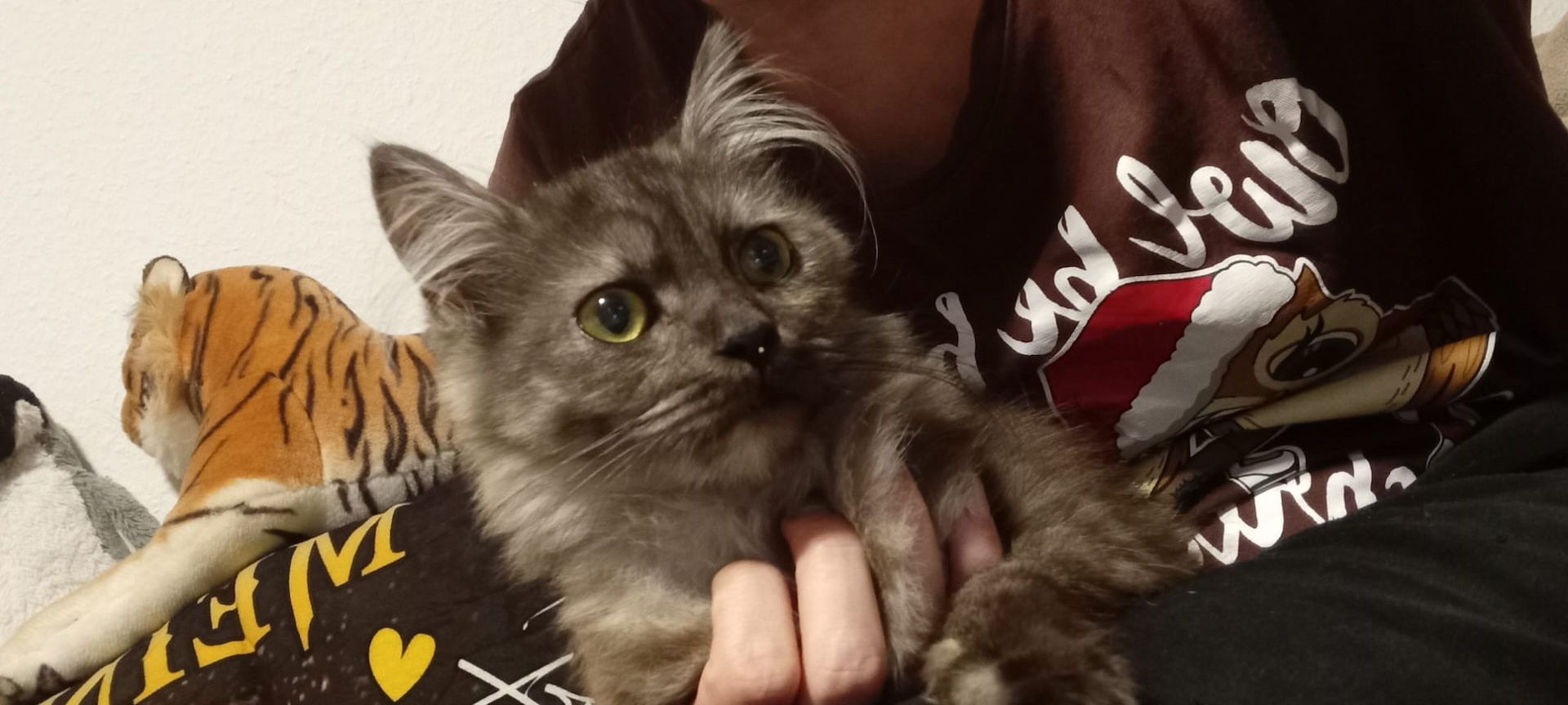 3 Maine Coon Katzen 3 Maine Coon Katzen