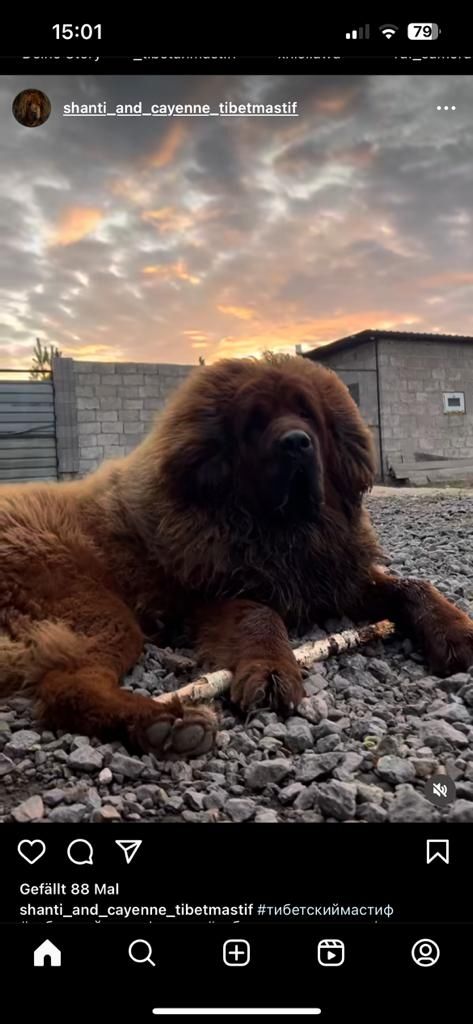 Wir haben Typ volle reinrassige Doh Khyi Welpen