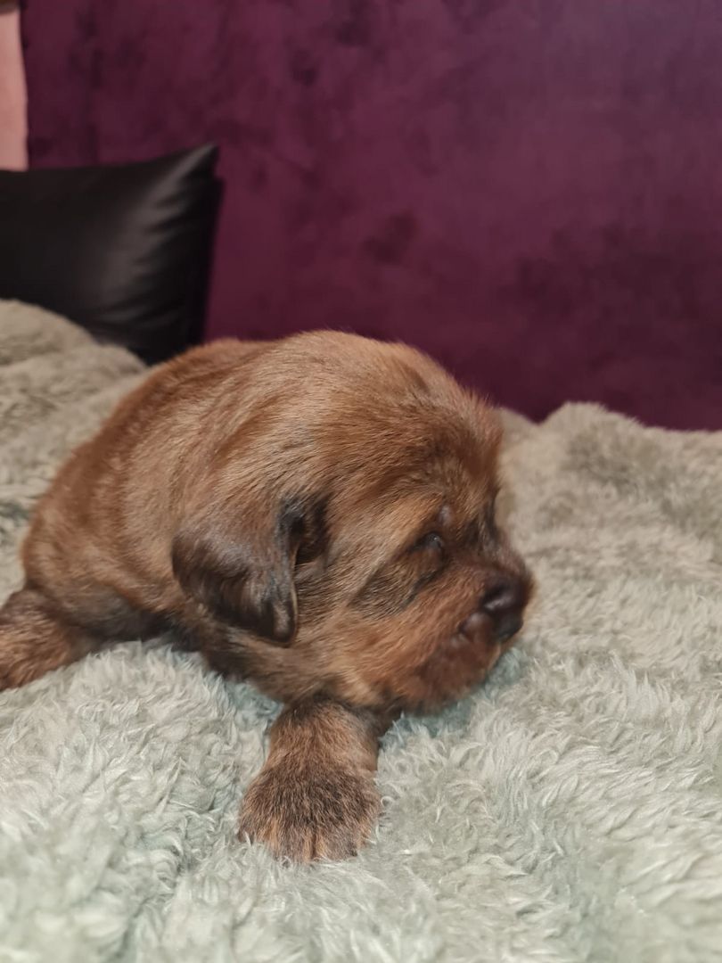 Wir haben Typ volle reinrassige Doh Khyi Welpen