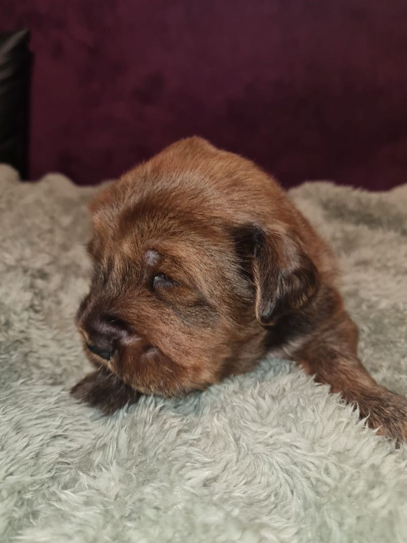 Wir haben Typ volle reinrassige Doh Khyi Welpen