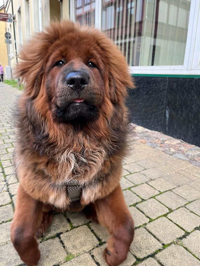 Wir haben Typ volle reinrassige Doh Khyi Welpen