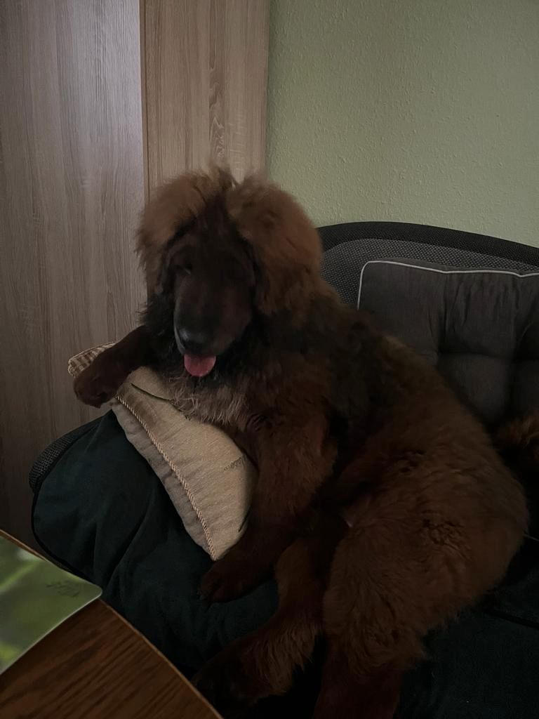 Wir haben Typ volle reinrassige Doh Khyi Welpen