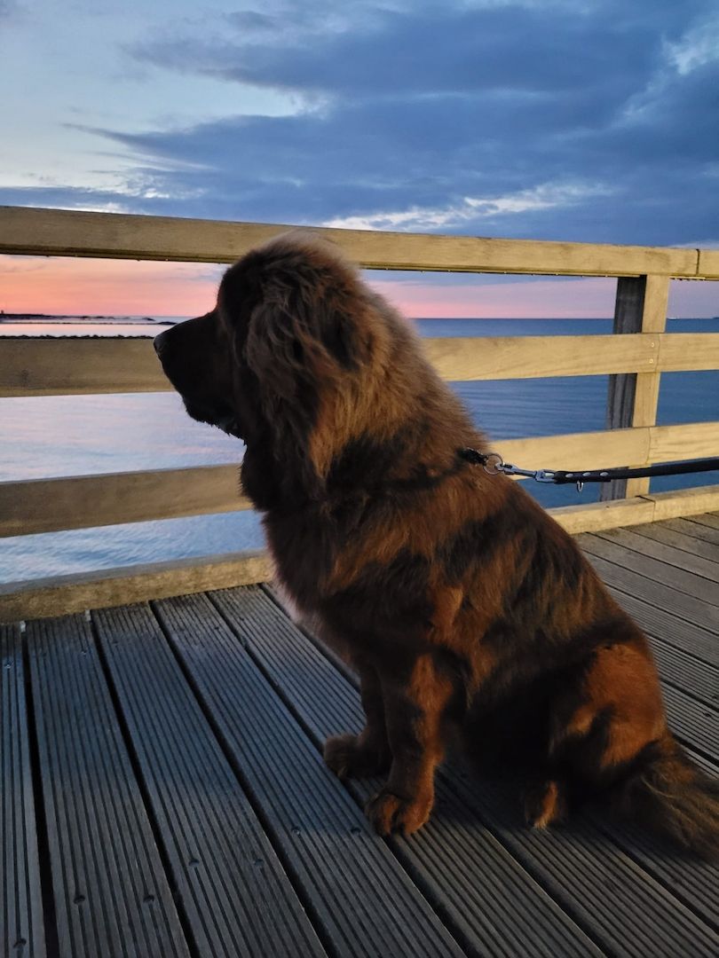 Wir haben Typ volle reinrassige Doh Khyi Welpen