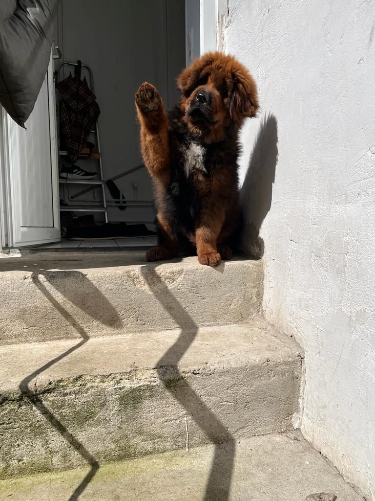 Wir haben Typ volle reinrassige Doh Khyi Welpen