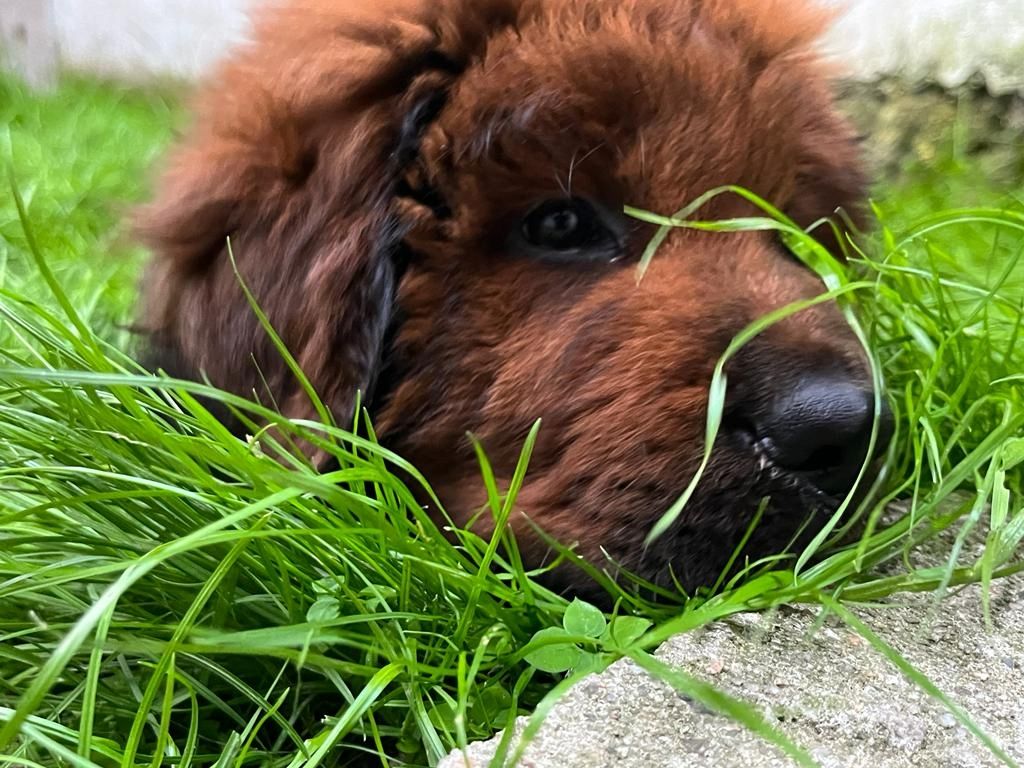 Wir haben Typ volle reinrassige Doh Khyi Welpen