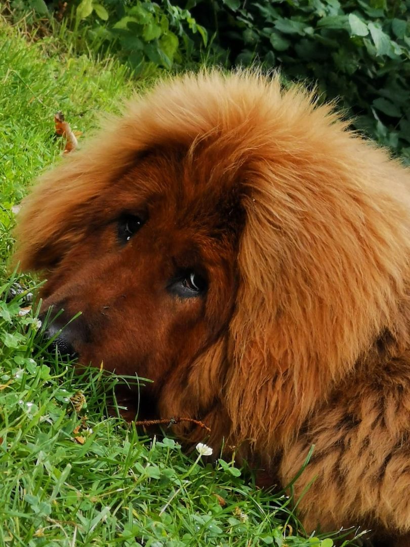 Wir haben Typ volle reinrassige Doh Khyi Welpen