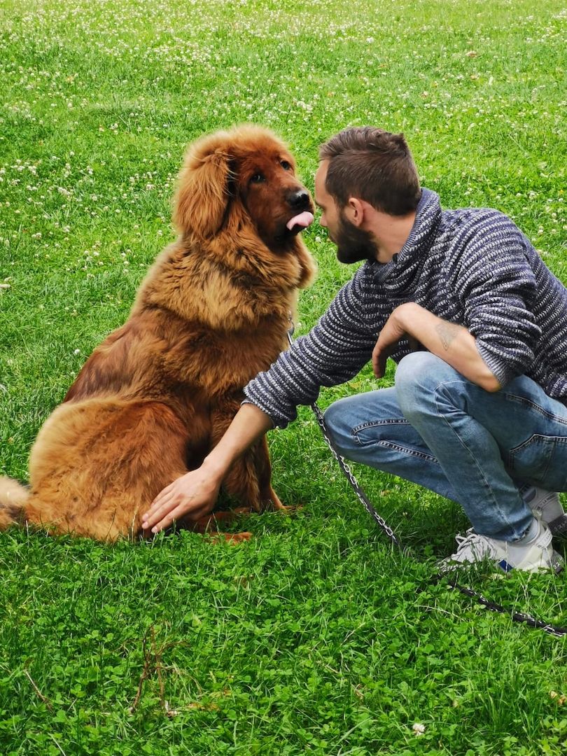 Wir haben Typ volle reinrassige Doh Khyi Welpen