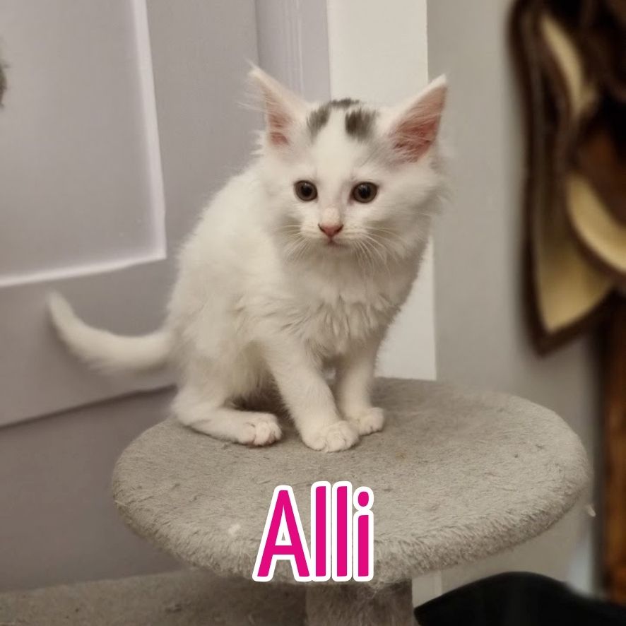 Maine Coon Mix Kitten zu verkaufen!