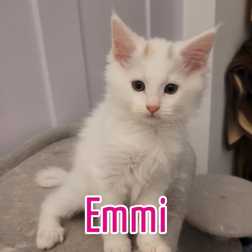 Maine Coon Mix Kitten zu verkaufen!