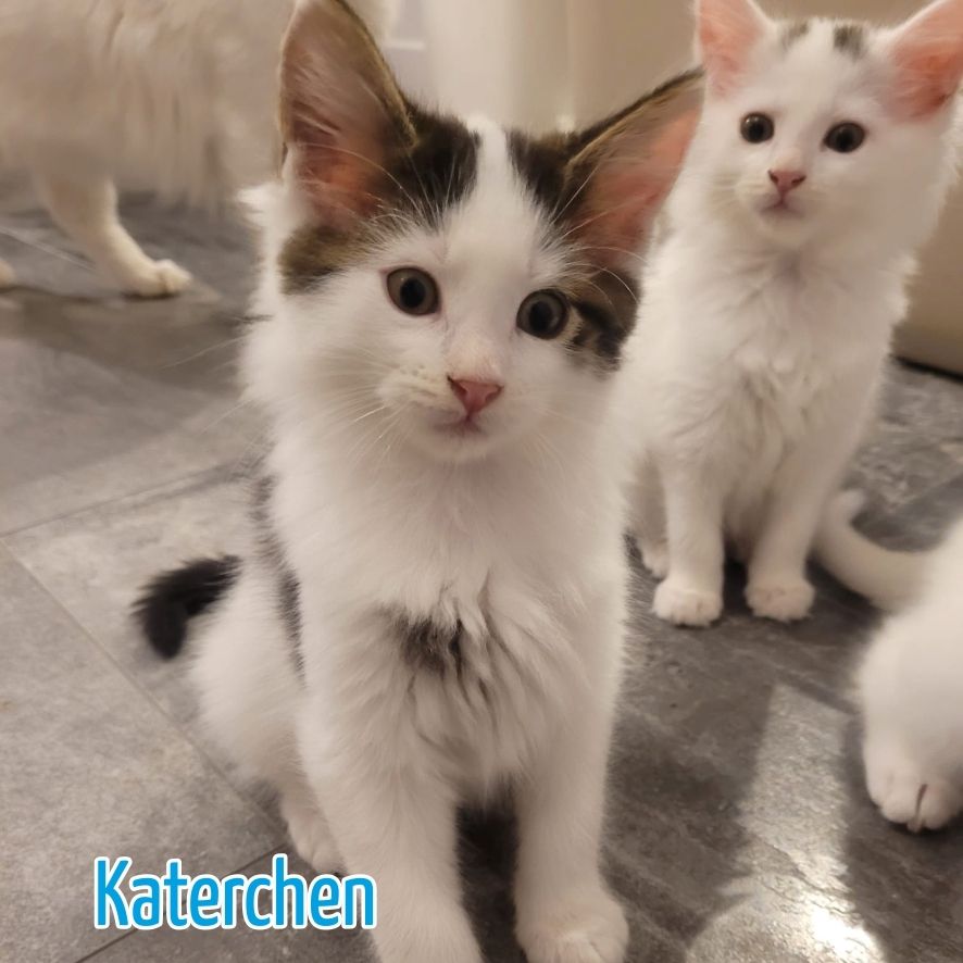 Maine Coon Mix Kitten zu verkaufen!