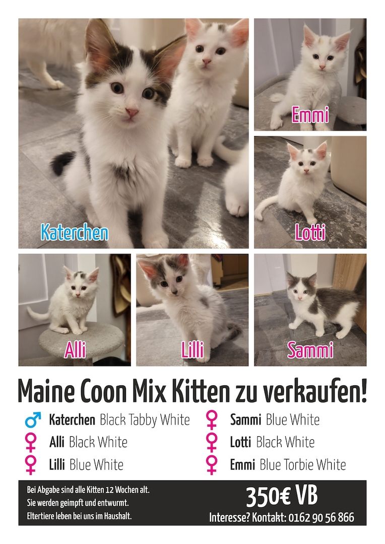 Maine Coon Mix Kitten zu verkaufen!