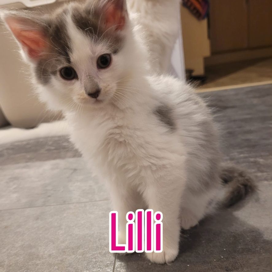 Maine Coon Mix Kitten zu verkaufen!