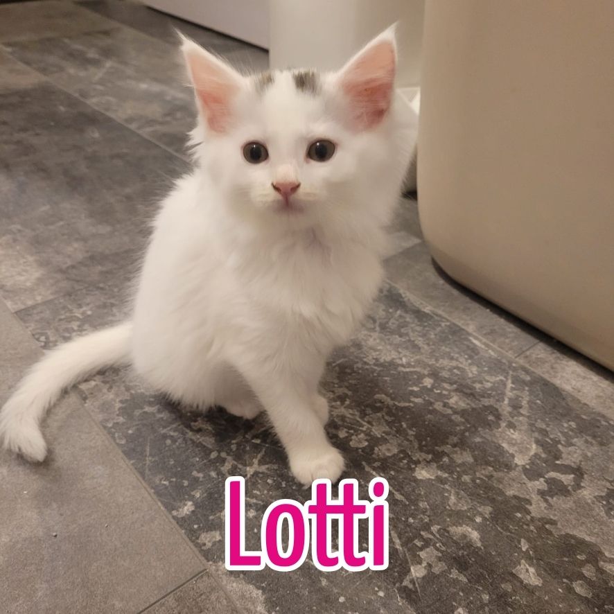 Maine Coon Mix Kitten zu verkaufen!