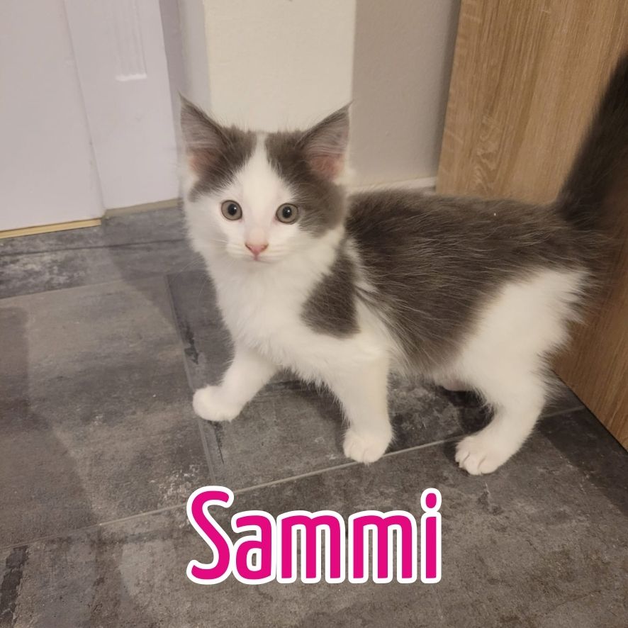 Maine Coon Mix Kitten zu verkaufen!