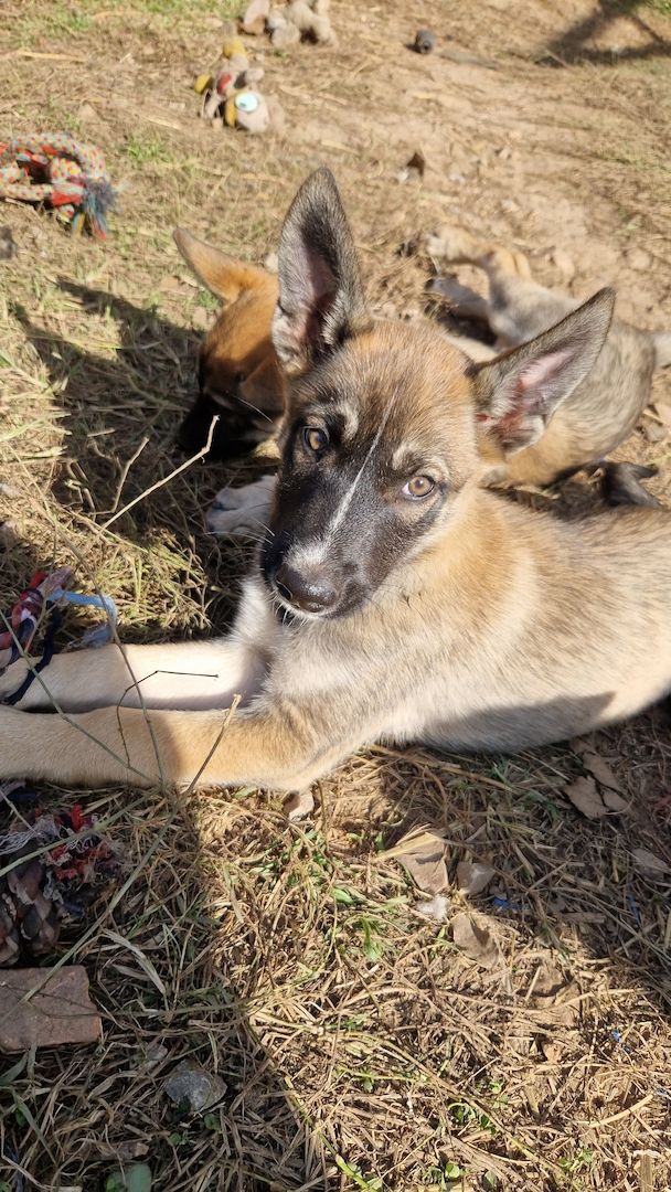 Süsse welpen sucht neue zuhause