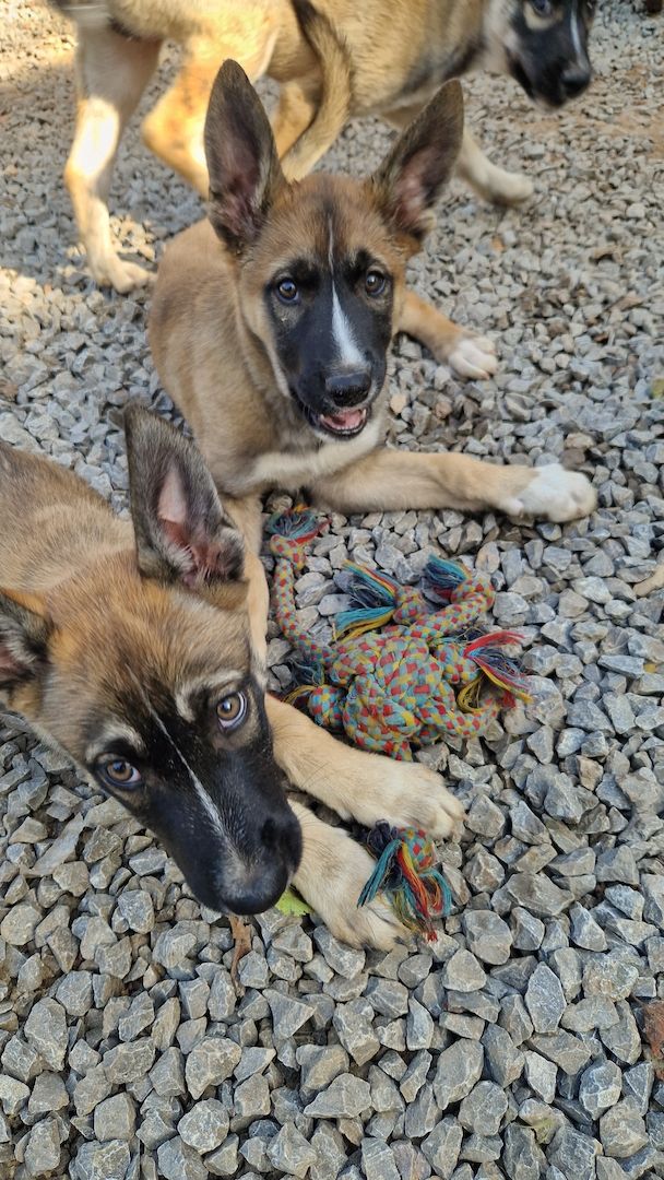 Süsse welpen sucht neue zuhause