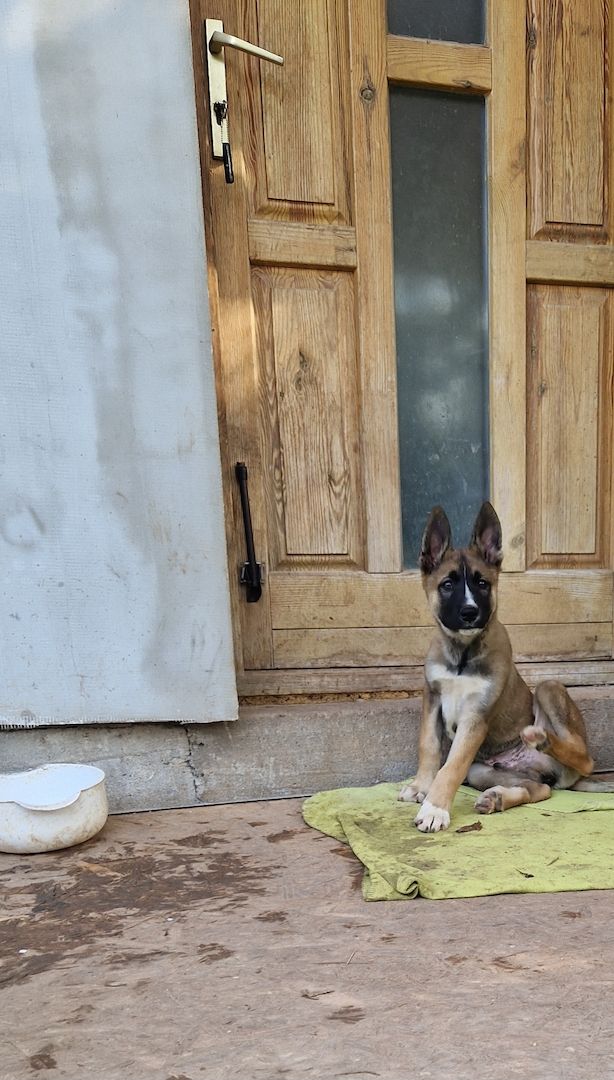 Süsse welpen sucht neue zuhause