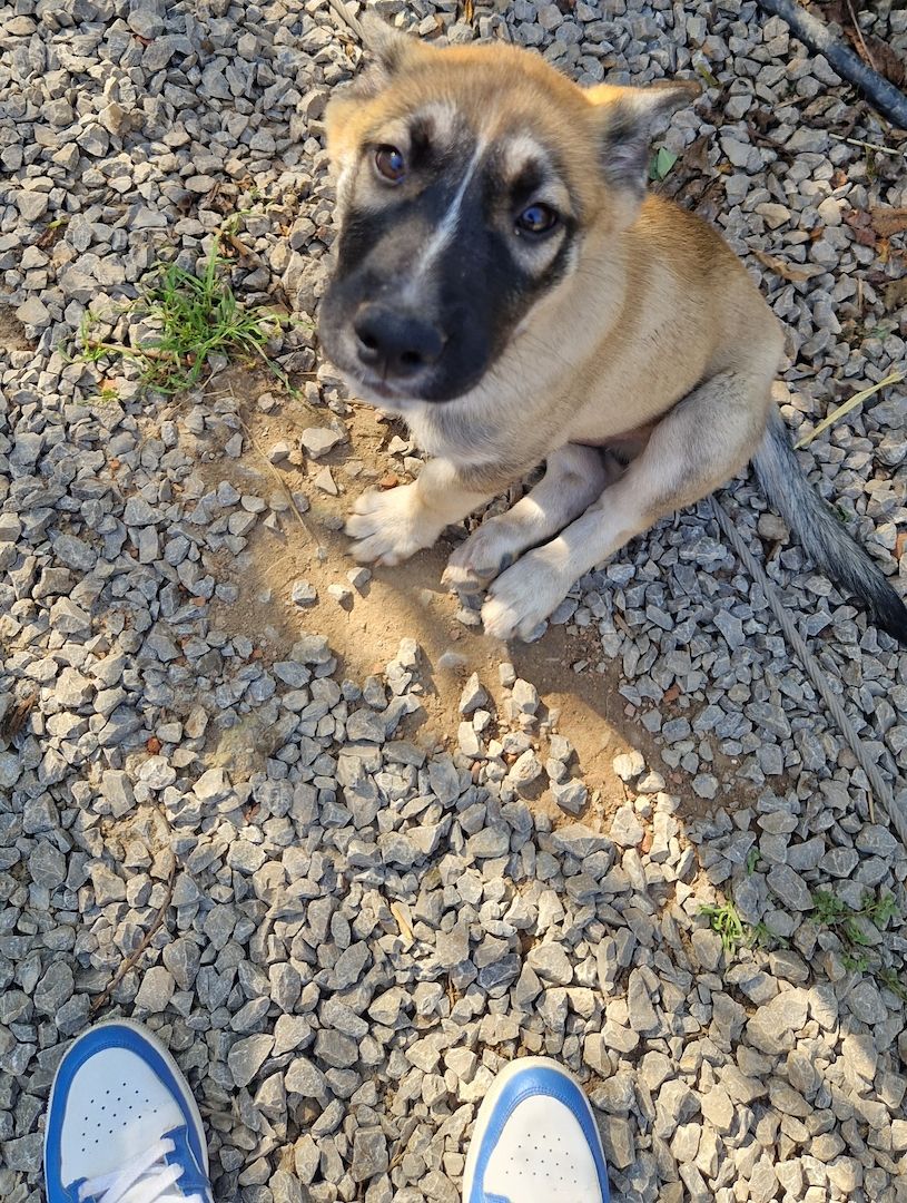 Süsse welpen sucht neue zuhause