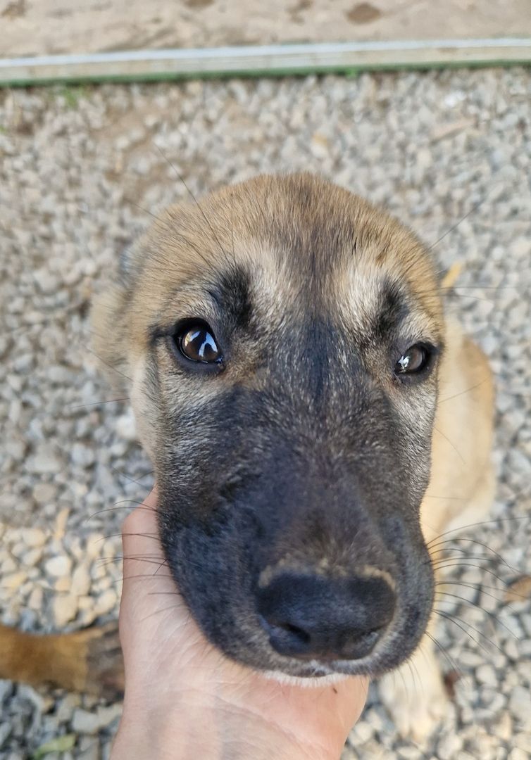 Süsse welpen sucht neue zuhause