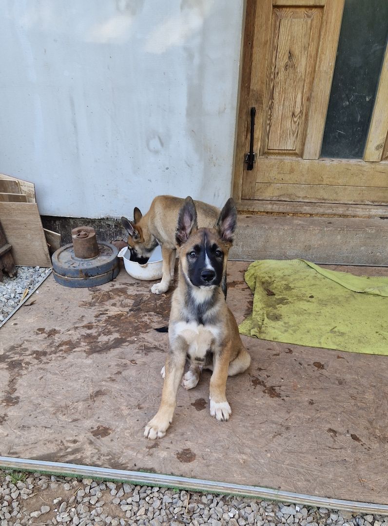 Süsse welpen sucht neue zuhause