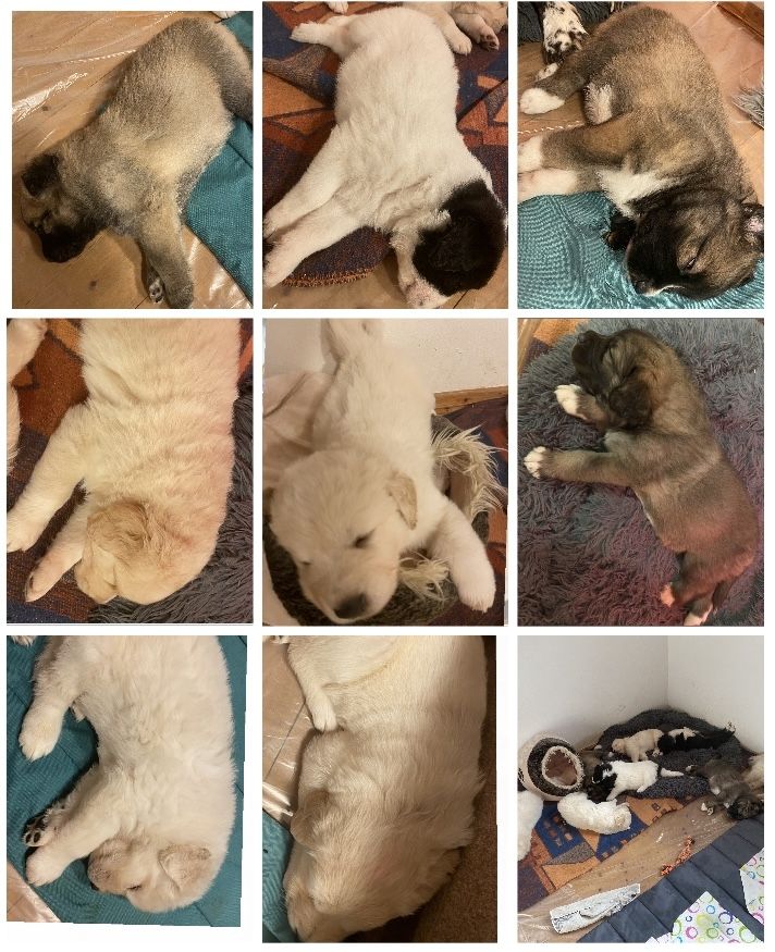 Bernhardiner-Mix-Welpen