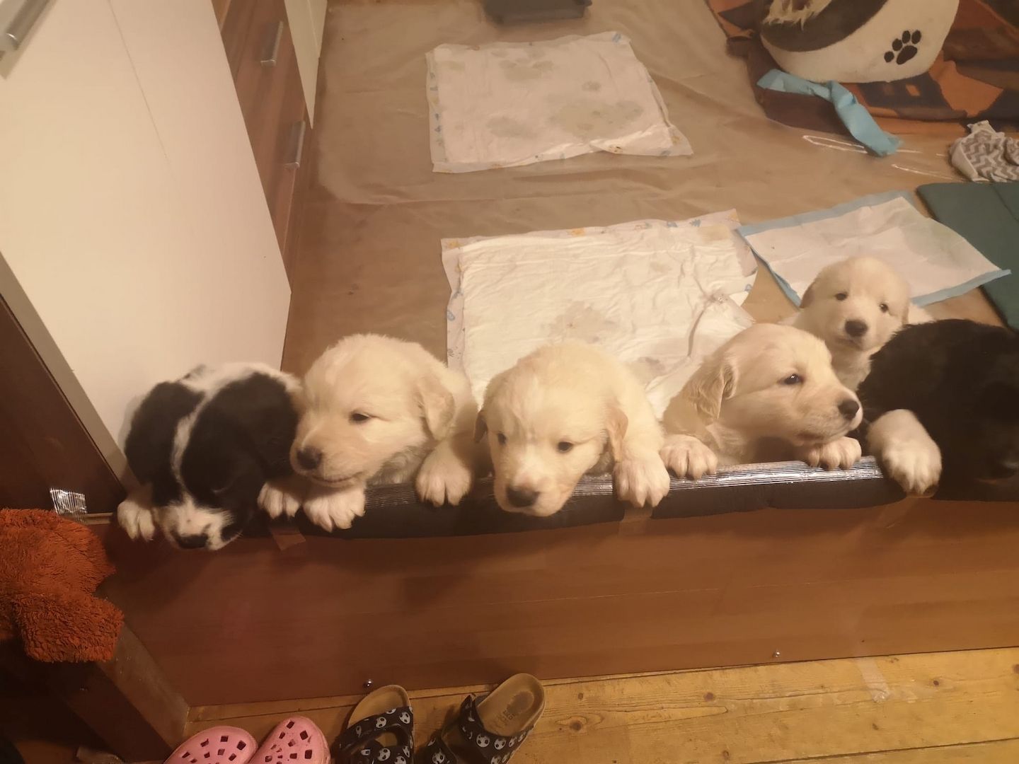 Bernhardiner-Mix-Welpen