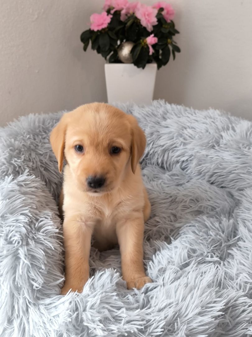 Labrador Welpen reinrassig abholbereit