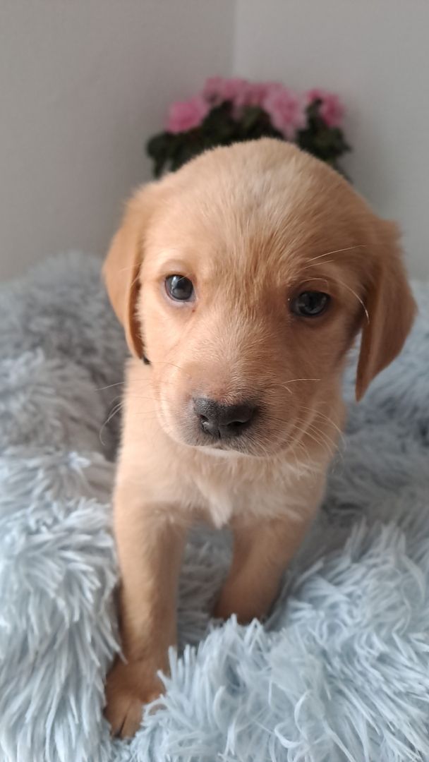 Labrador Welpen reinrassig abholbereit