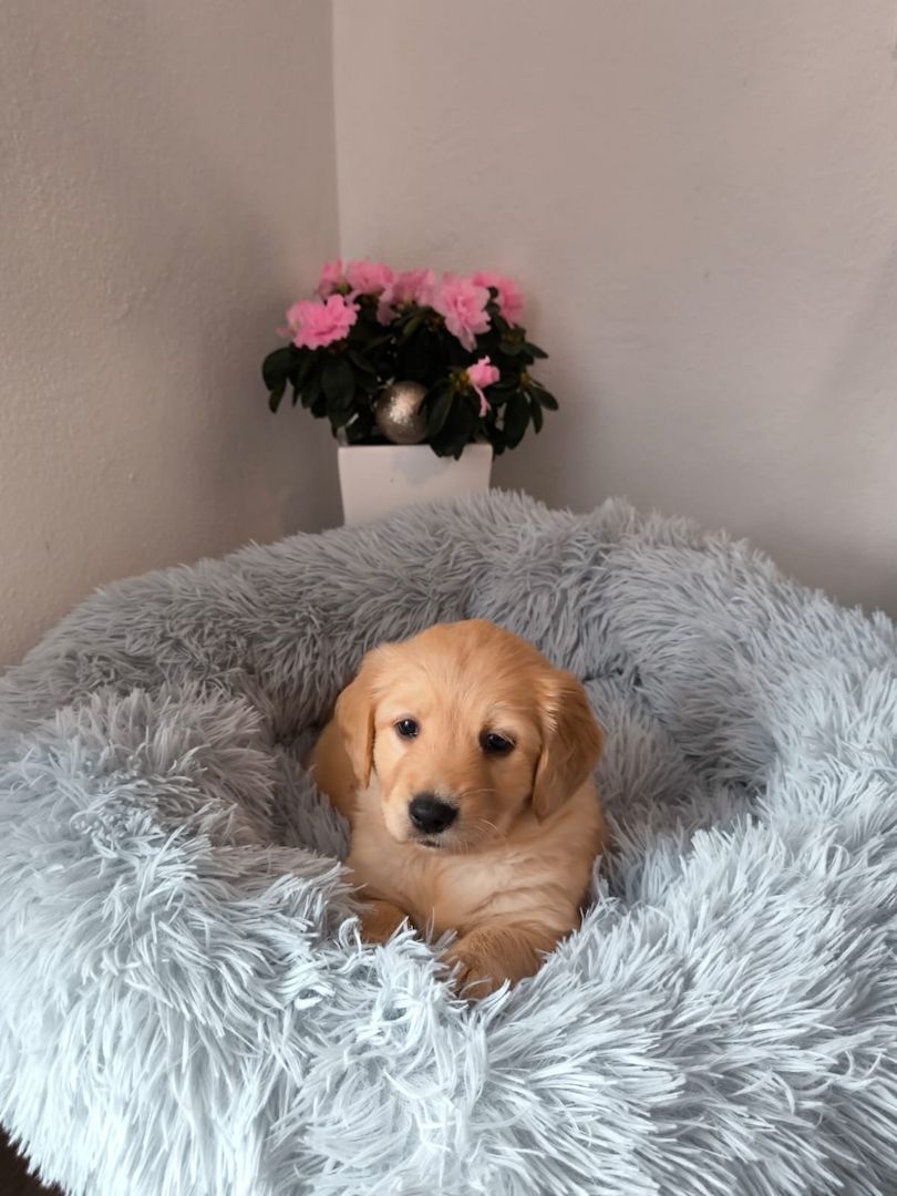 Labrador Welpen reinrassig abholbereit