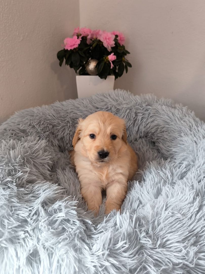 Labrador Welpen reinrassig abholbereit