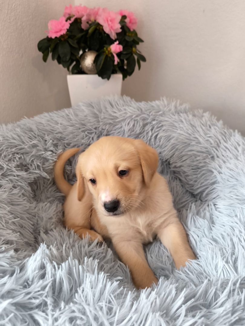 Labrador Welpen reinrassig abholbereit