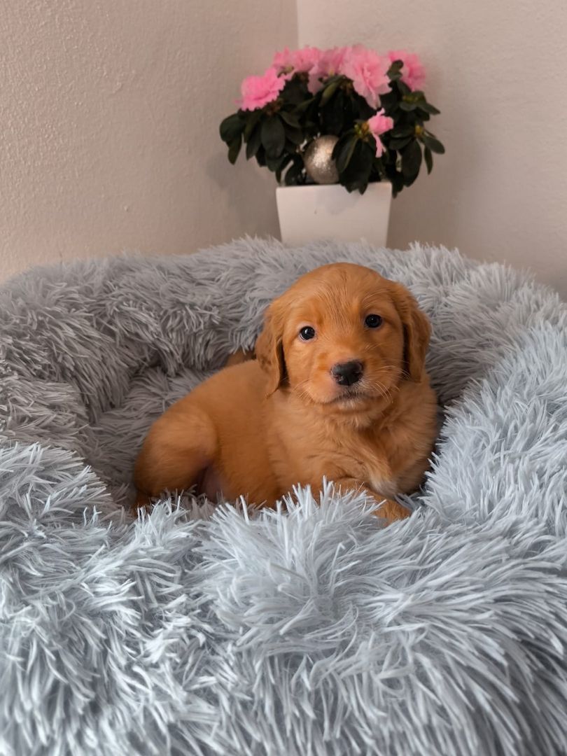 Labrador Welpen reinrassig abholbereit