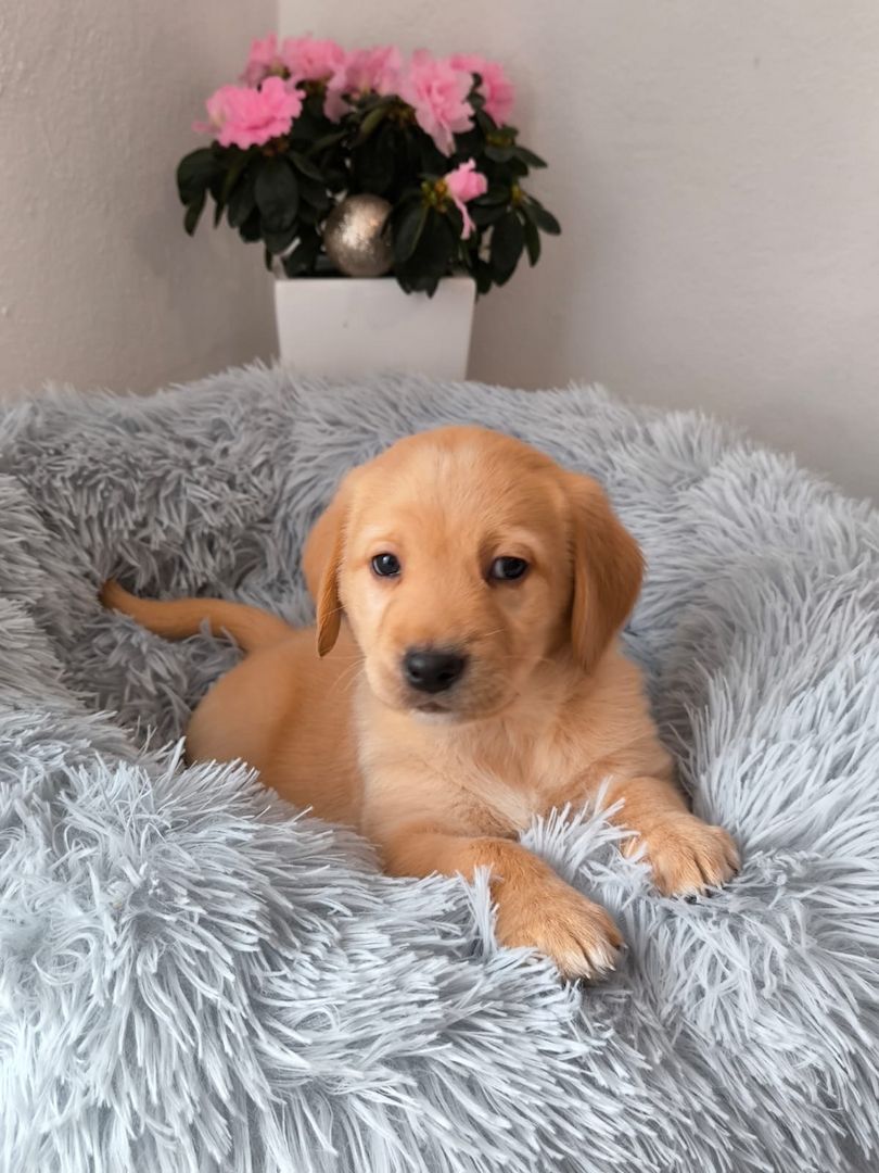 Labrador Welpen reinrassig abholbereit