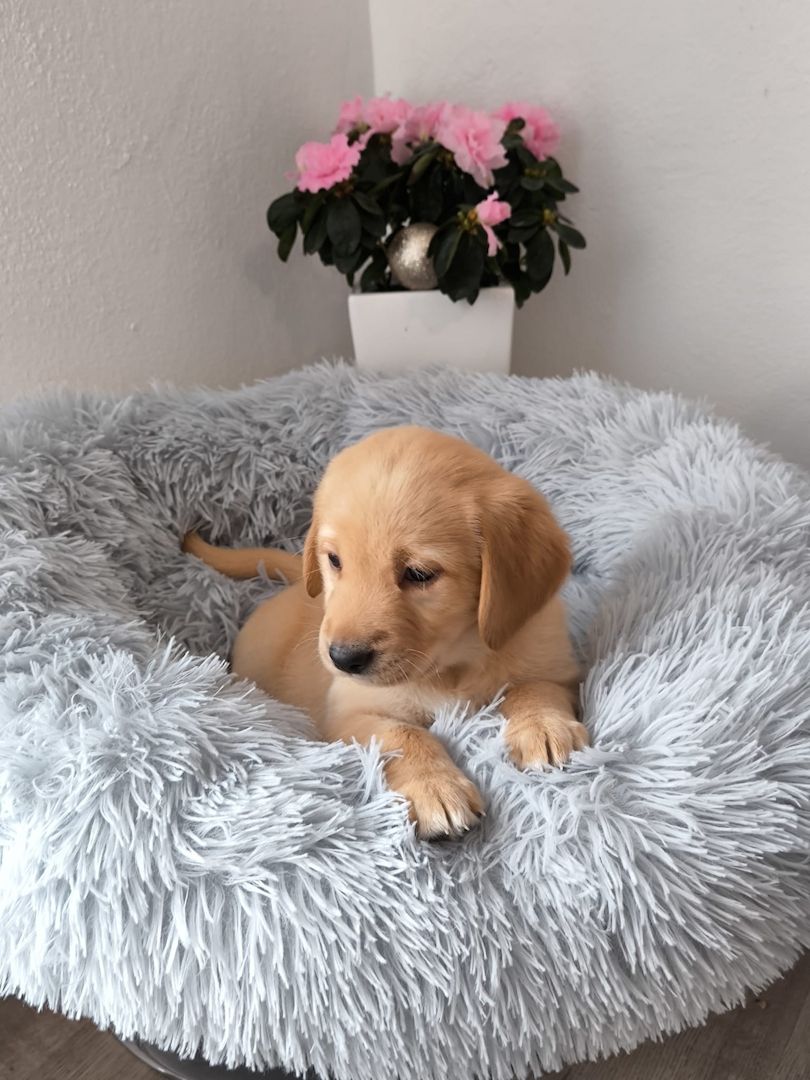 Labrador Welpen reinrassig abholbereit