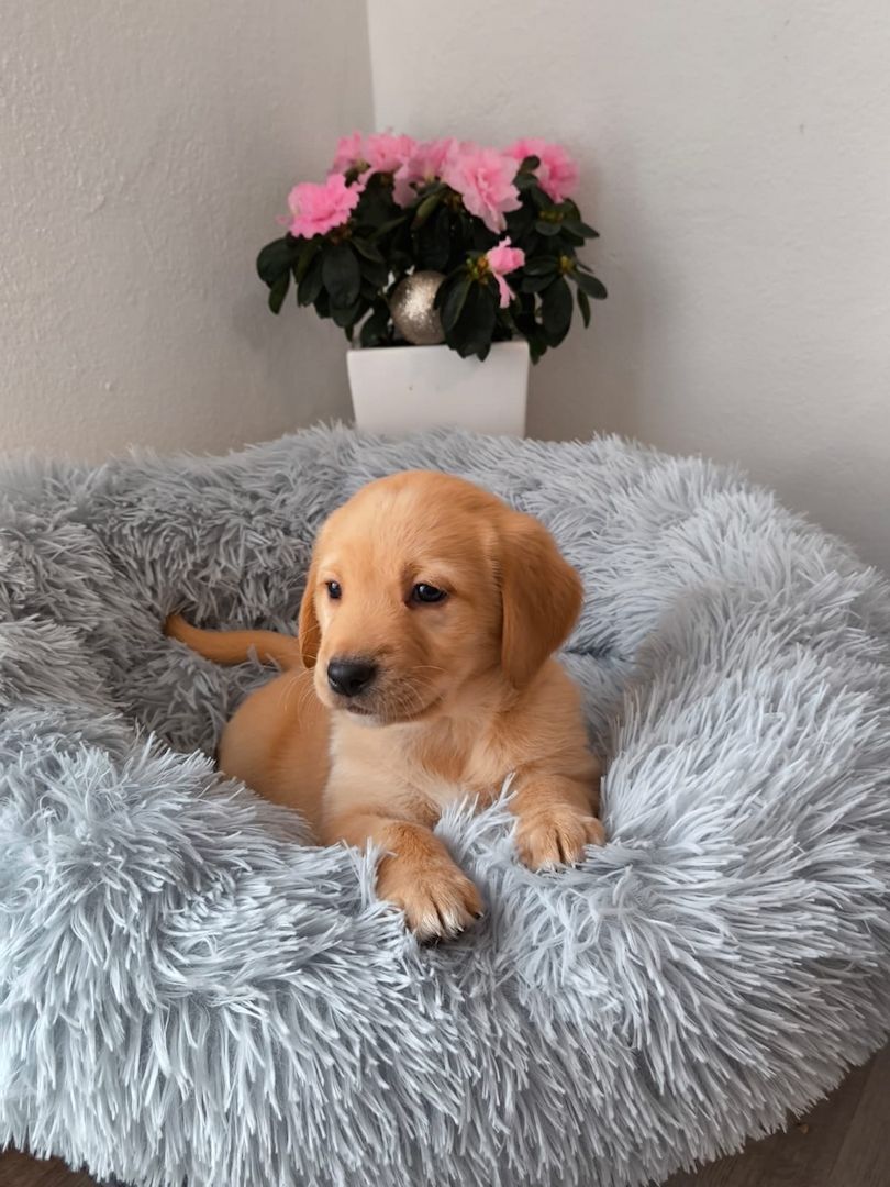 Labrador Welpen reinrassig abholbereit