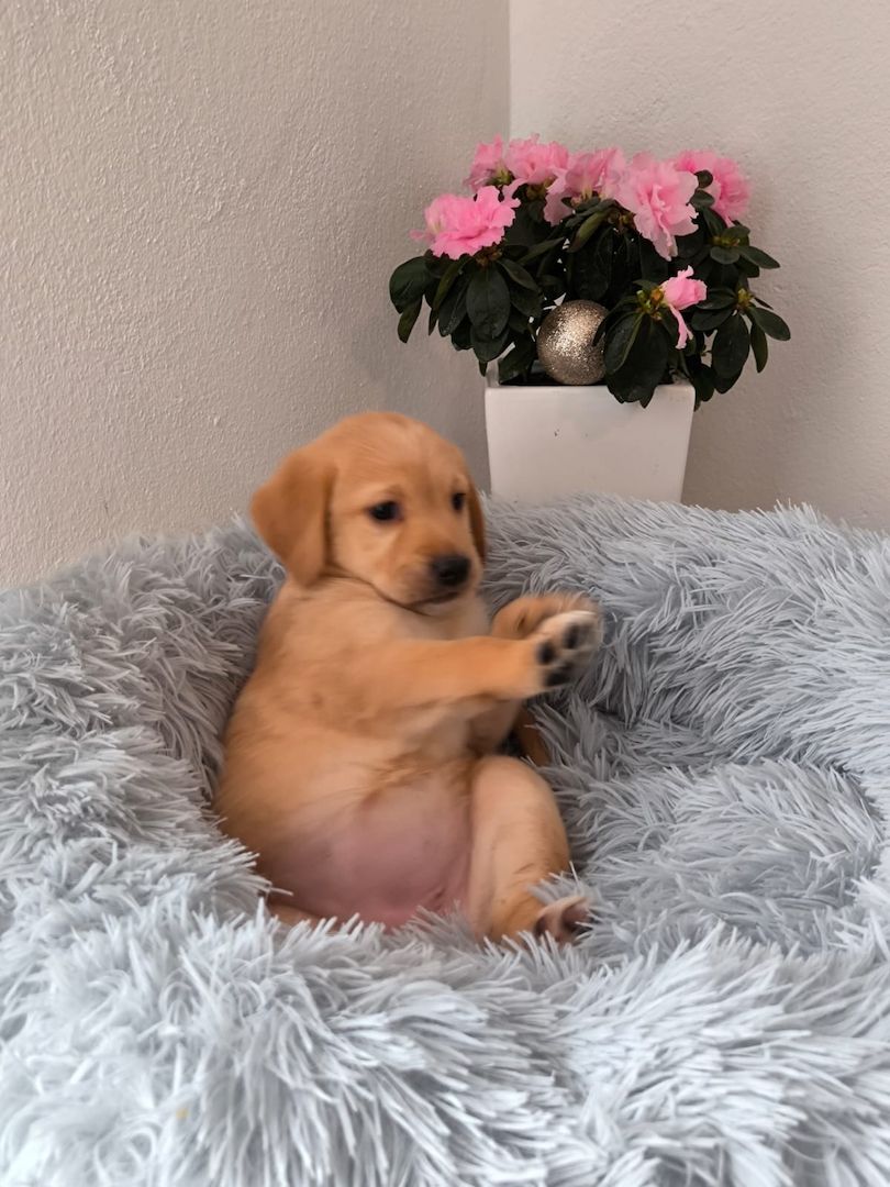 Labrador Welpen reinrassig abholbereit