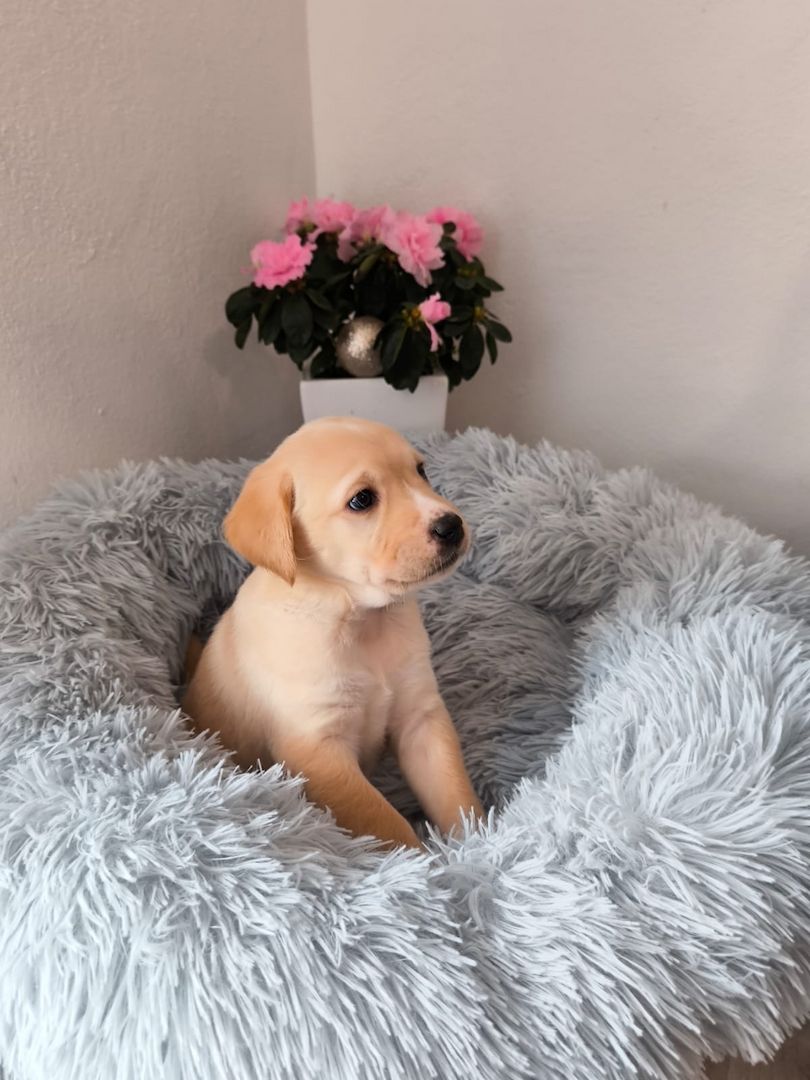 Labrador Welpen reinrassig abholbereit
