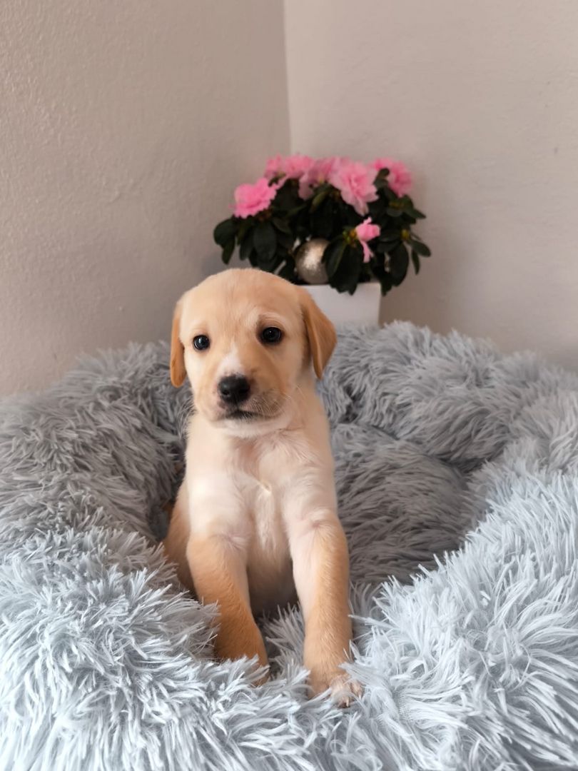 Labrador Welpen reinrassig abholbereit