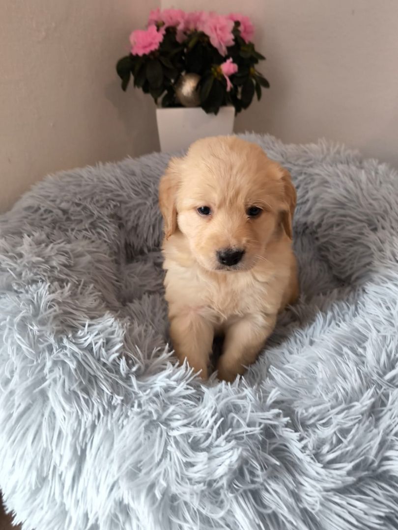 Labrador Welpen reinrassig abholbereit