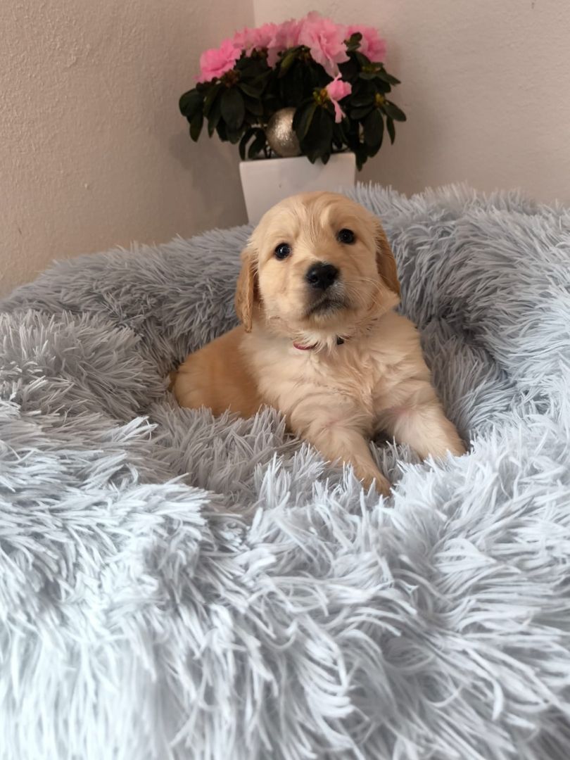 Labrador Welpen reinrassig abholbereit