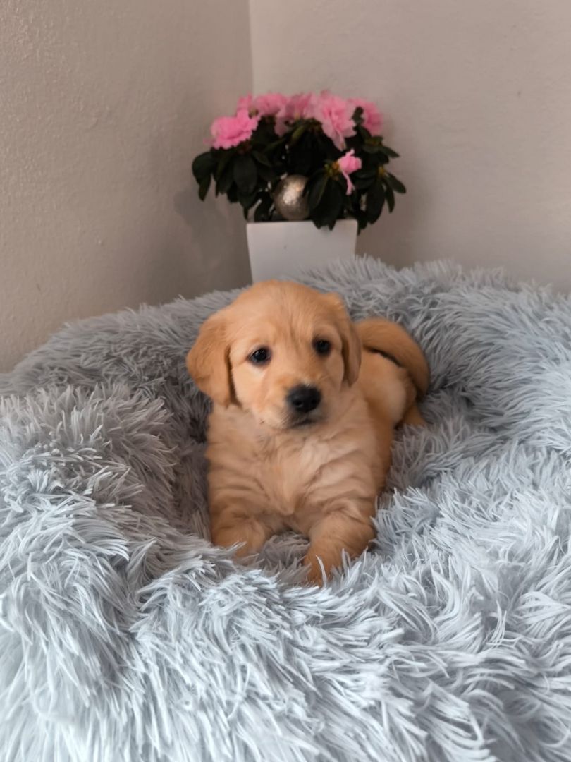 Labrador Welpen reinrassig abholbereit