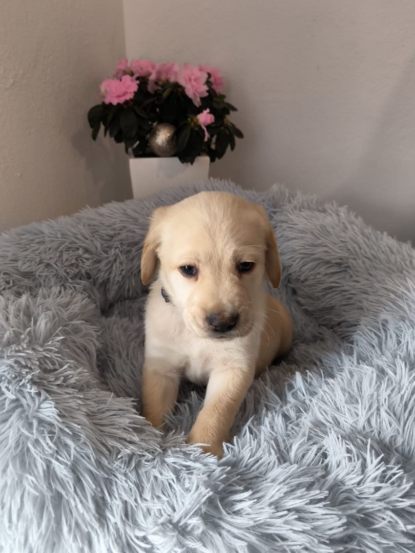Labrador Welpen reinrassig abholbereit