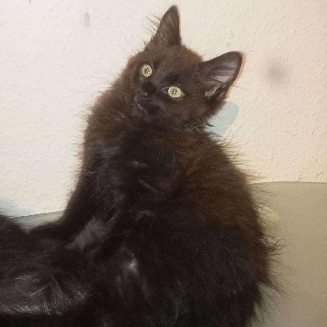 Main-coons kittis zu verkaufen